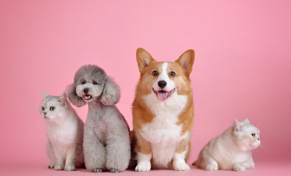 babá de pets pode ser uma boa opção de o que fazer para ganhar dinheiro no Natal. 